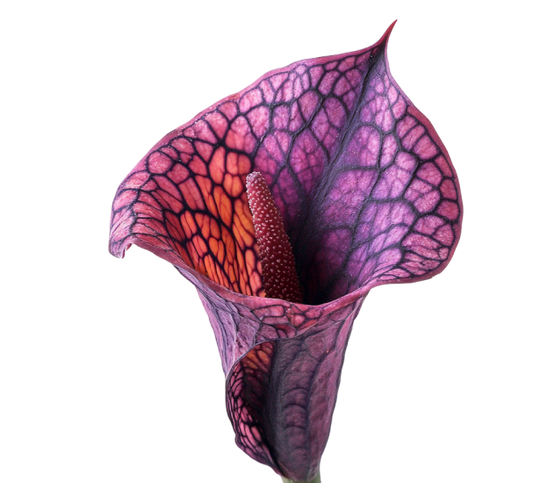 What Is Konjac? The Root Behind It’s Skinny